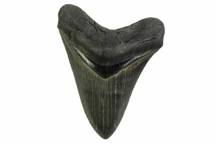 Serrated, Fossil Megalodon Tooth - Georgia #338674